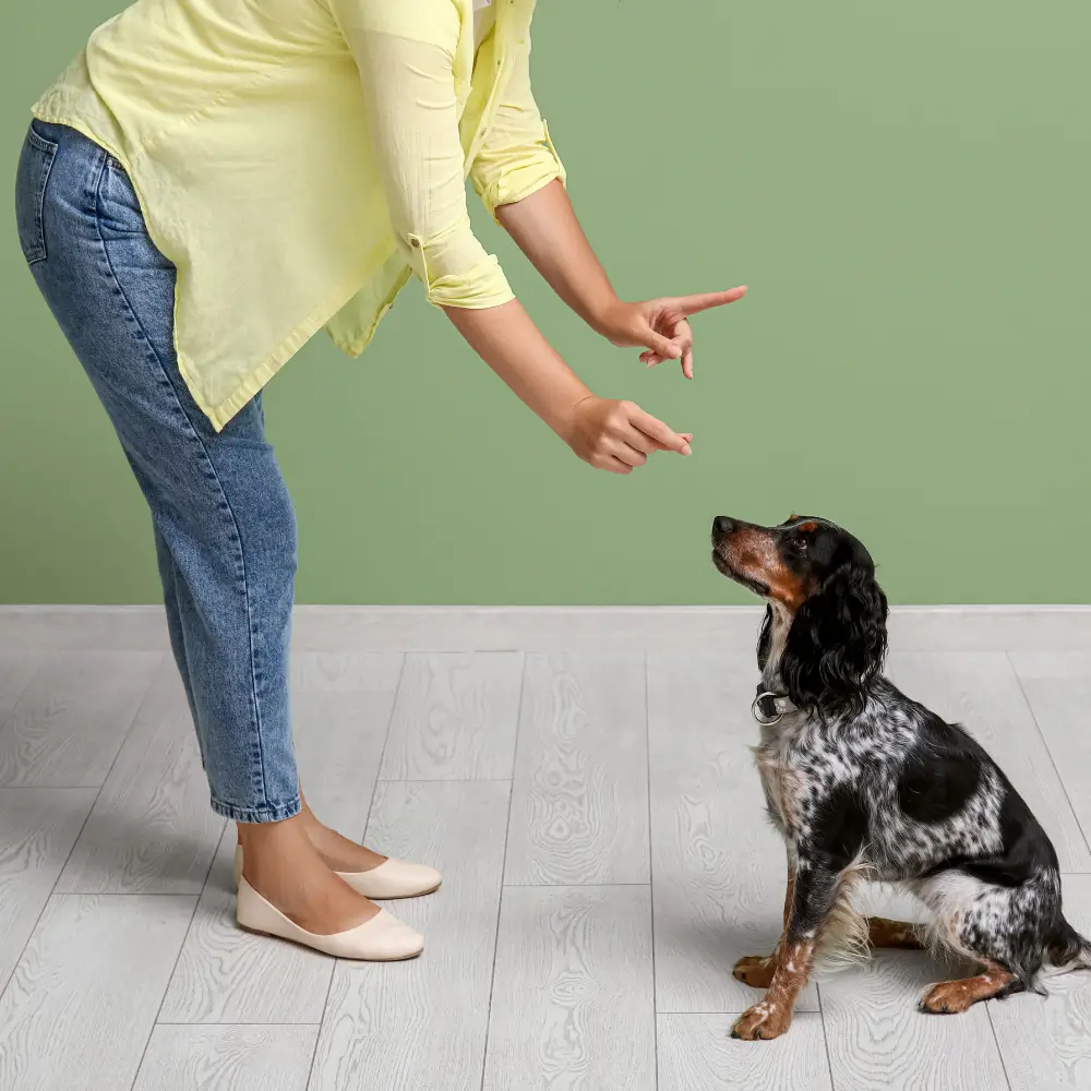 10 Training Habits Every Pet Owner Should Start From Day One