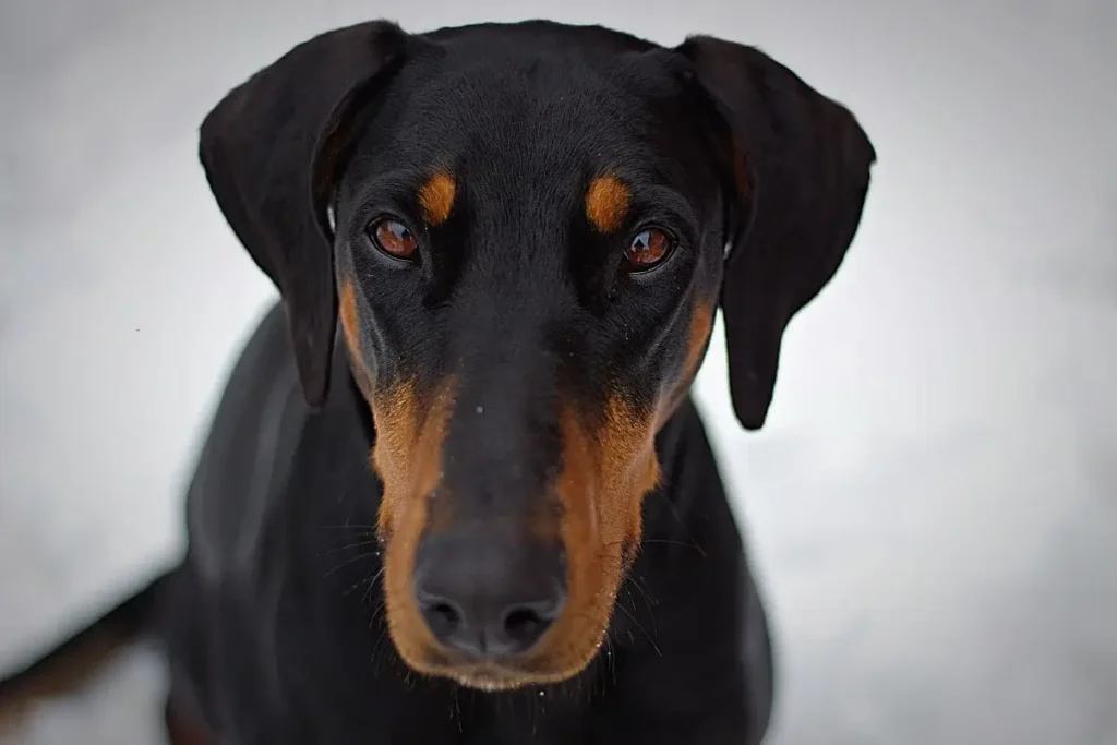 A close-up portrait of a Doberman Pinscher with striking eyes against a snowy backdrop. 12 Protective (Yet Seriously Sweet) Guard Dog Breeds