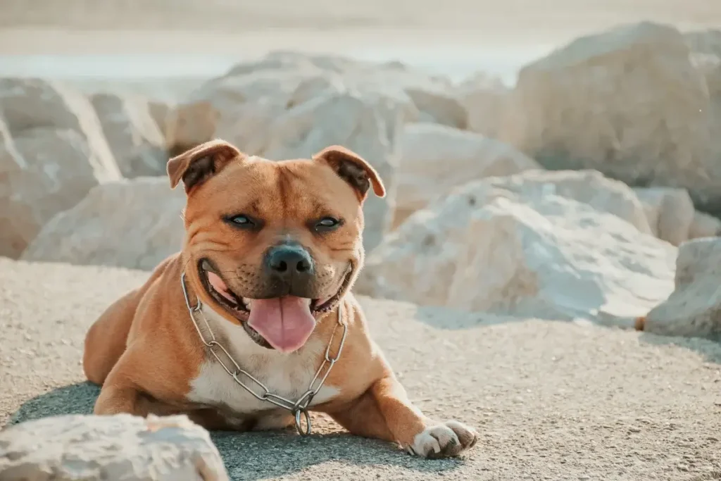 A friendly brown Staffordshire Bull Terrier smiles while lying on a sunny beach. 12 Protective (Yet Seriously Sweet) Guard Dog Breeds