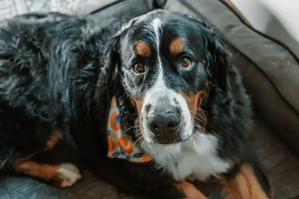 Adorable Bernese Mountain Dog resting on a comfortable bed indoors.. 12 Protective (Yet Seriously Sweet) Guard Dog Breeds