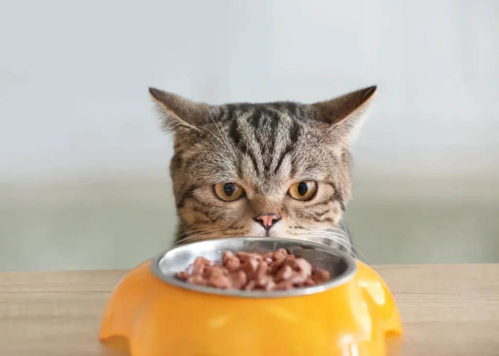 Cat Looking at Bowl with Food 
