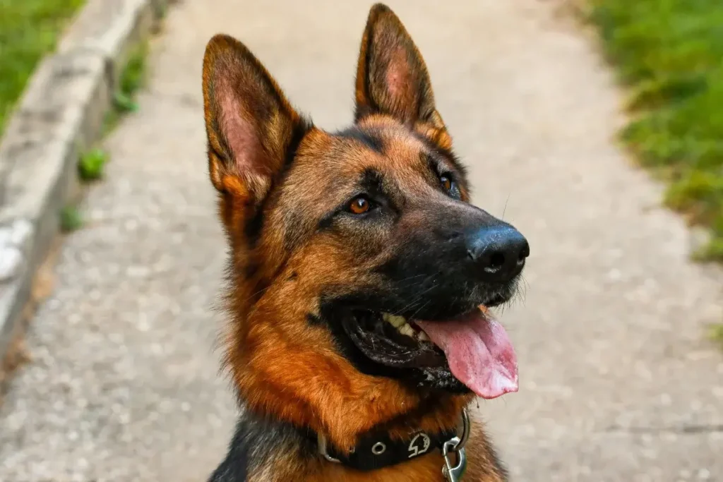 Charming German Shepherd dog with tongue out on a sunny day in a park. 12 Protective (Yet Seriously Sweet) Guard Dog Breeds