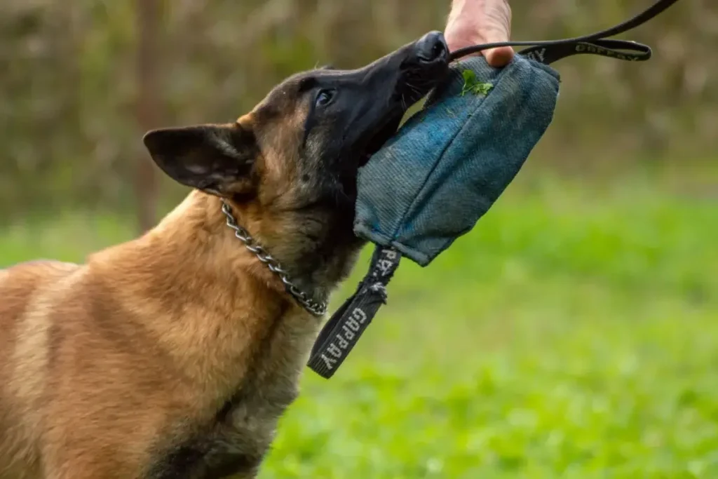 Close-up of a Belgian Malinois dog during a training session with a tug toy outdoors. 12 Protective (Yet Seriously Sweet) Guard Dog Breeds