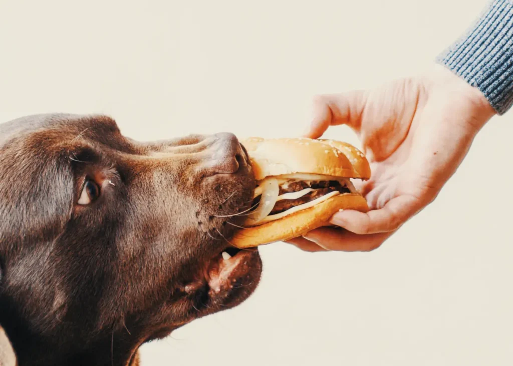 Dog eating cheeseburger