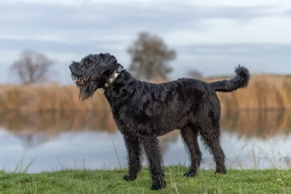 Giant Schnauzer exploring its surroundings outside. 12 Protective (Yet Seriously Sweet) Guard Dog Breeds