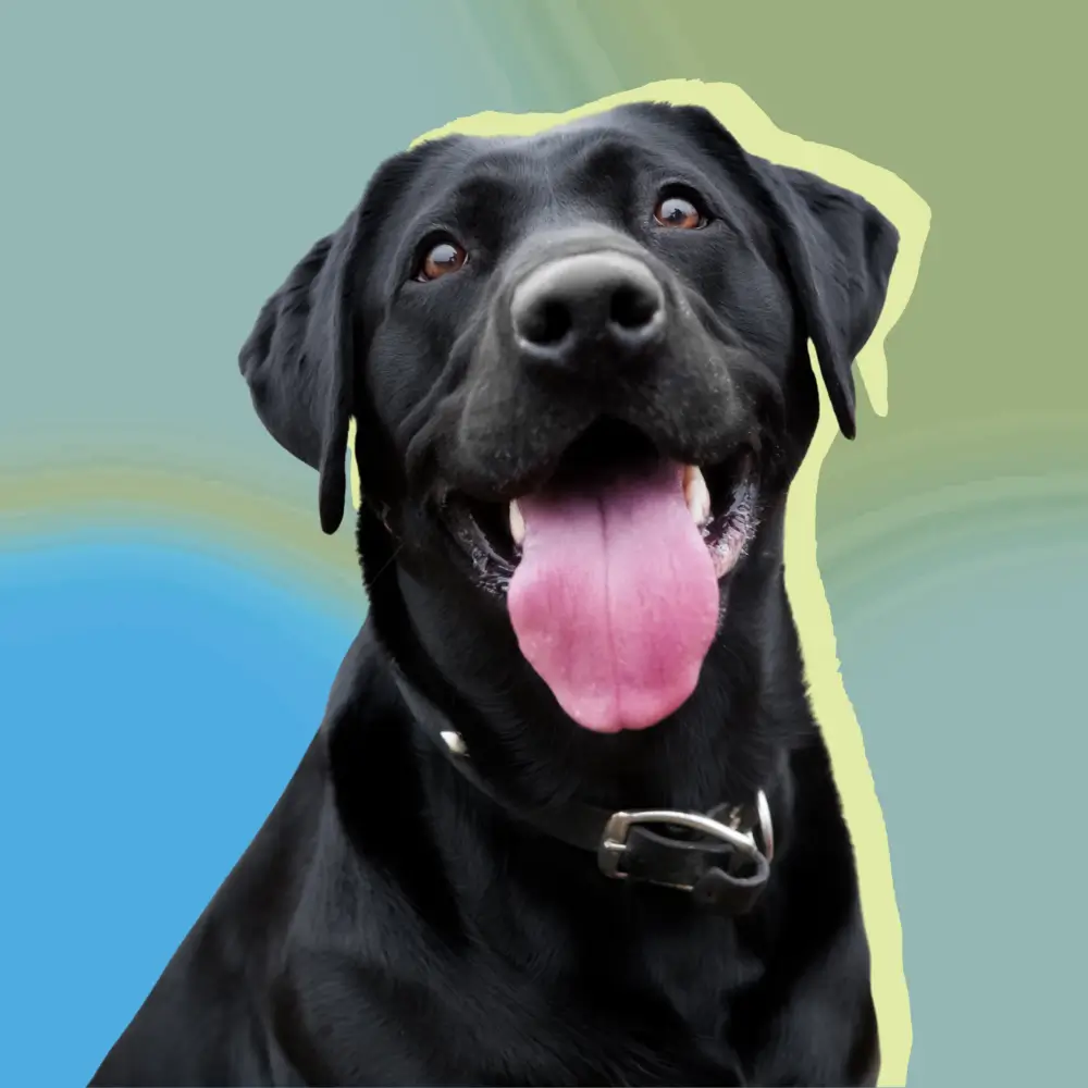 How to Build the Perfect Daily Routine for dogs