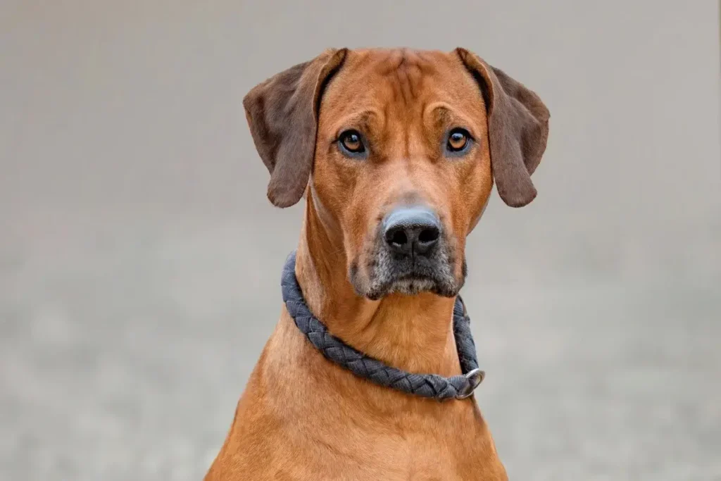 Portrait of a noble brown dog with a calm gaze, showcasing its attentive nature. 12 Protective (Yet Seriously Sweet) Guard Dog Breeds