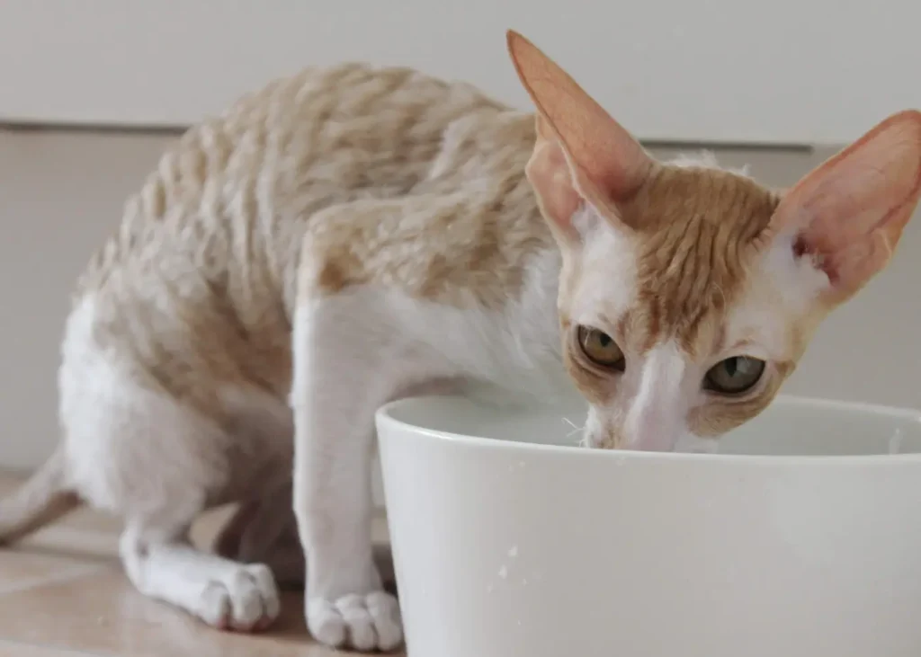 Cornish Rex cat drinking water