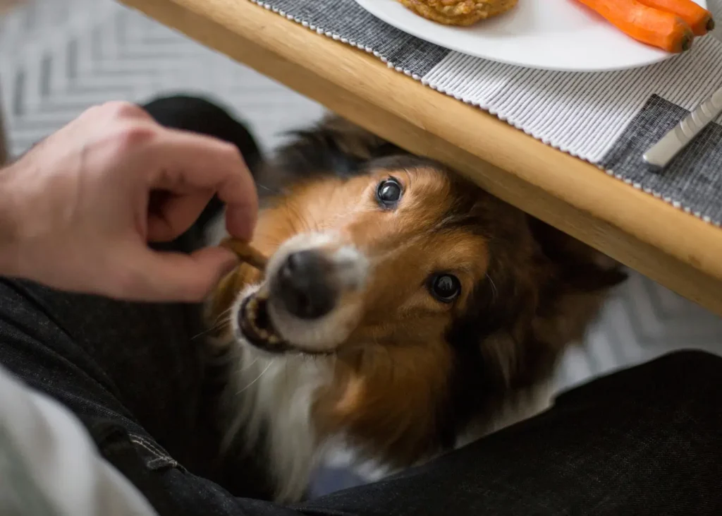 Dog under the table