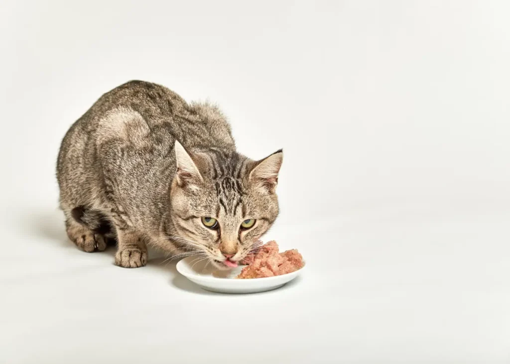 Dog vs. Cat Feeding Mistakes