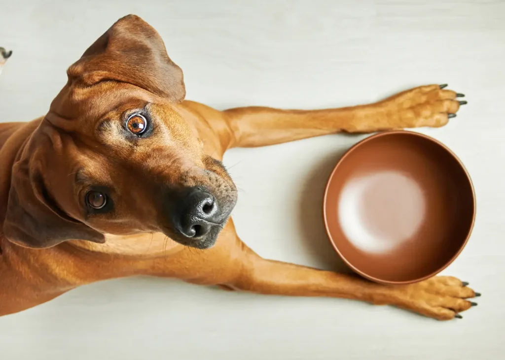 Hungry brown dog with empty bowl waiting for feeding. Dog vs. Cat Feeding Mistakes