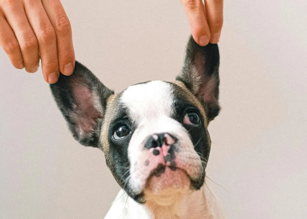 Why Do Dogs Lick Each Other’s Ears?