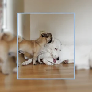 Why Do Dogs Lick Each Other’s Ears?