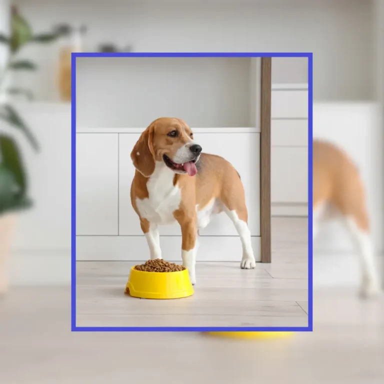 The Complete Guide to Feeding Your Dog