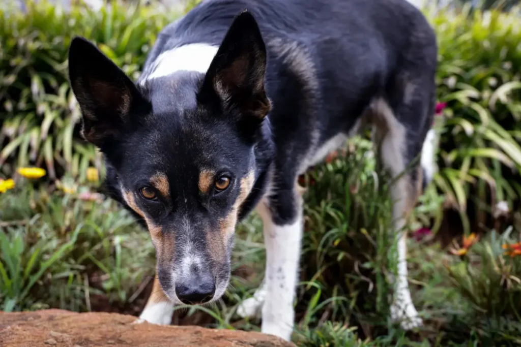Complete Guide to Feeding Your Dog