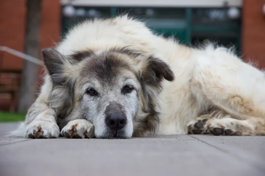 Complete Guide to Feeding Your Dog