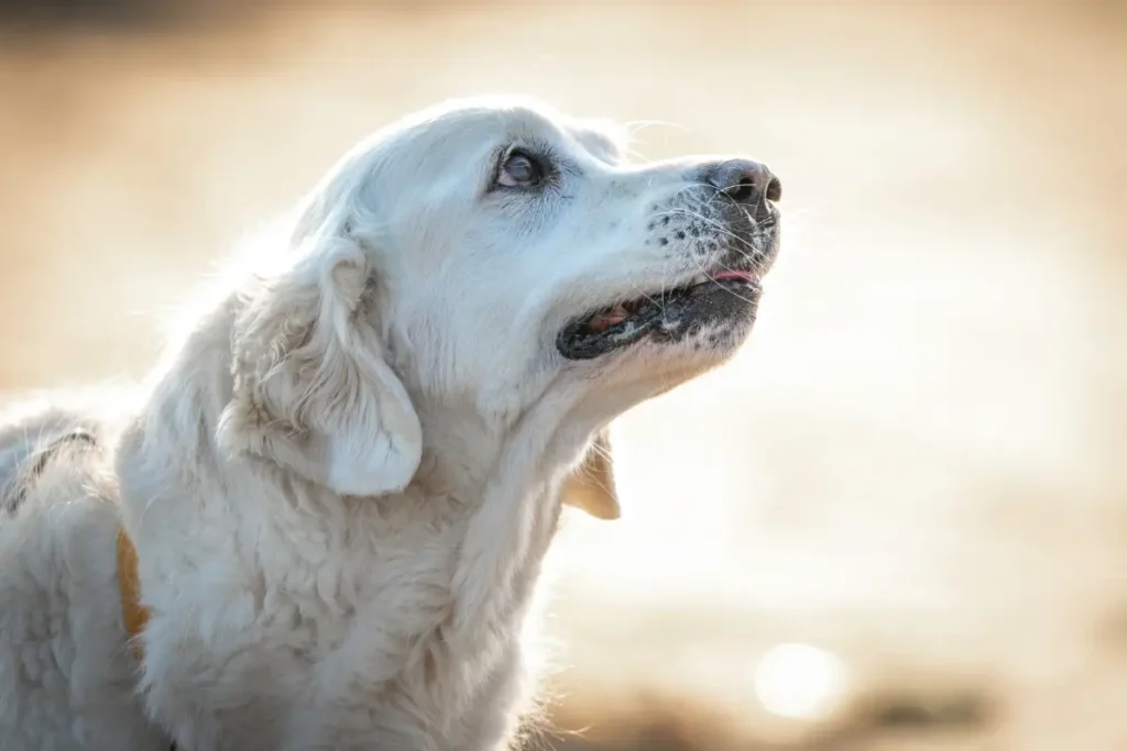 When Are Dogs Considered Seniors? Here’s the Real Answer
