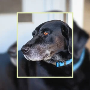 When Are Dogs Considered Seniors? Here’s the Real Answer
