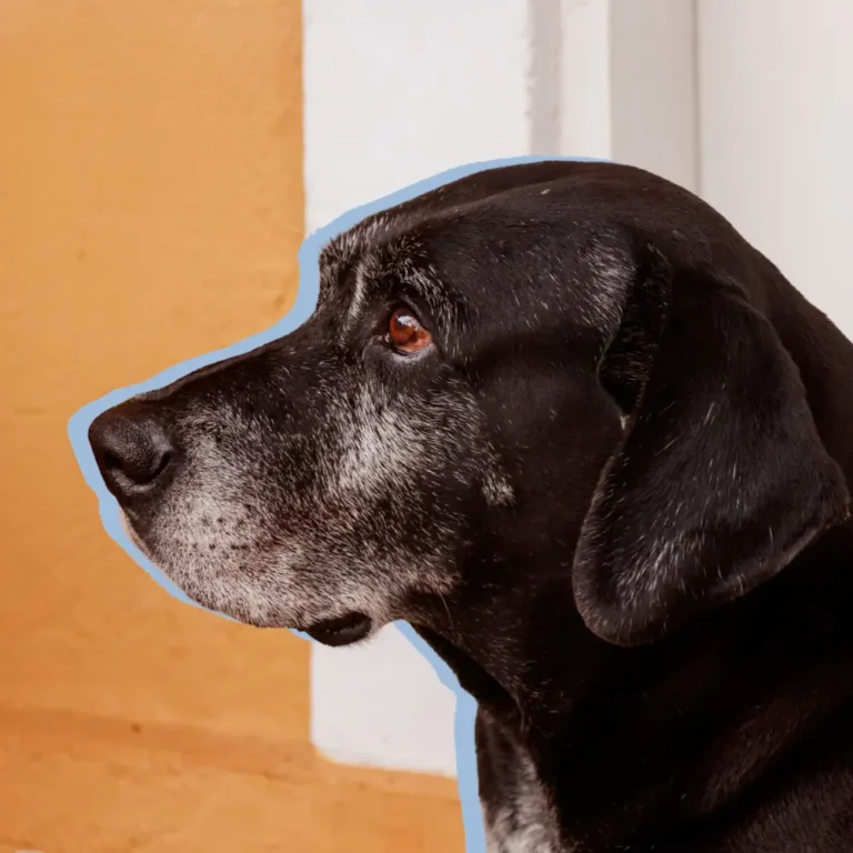 senior dog adoption stories